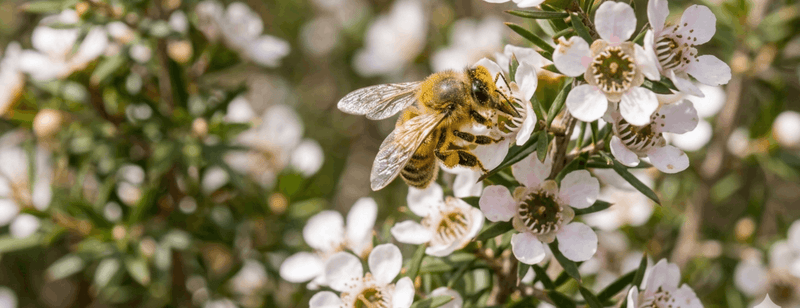 A bee pollinating the Manuka flower 